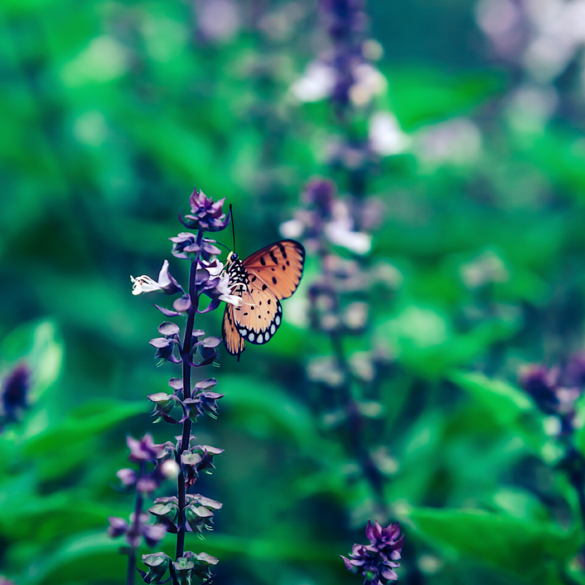 Butterfly enoying the flowers of a basil plant.