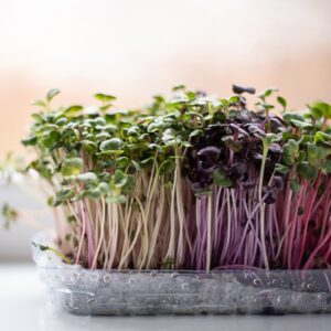 Microgreens growing in a container indoors.