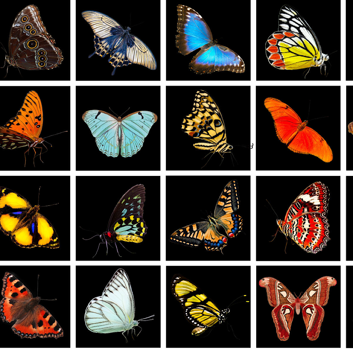Photo gallery of a range of butterfly species.