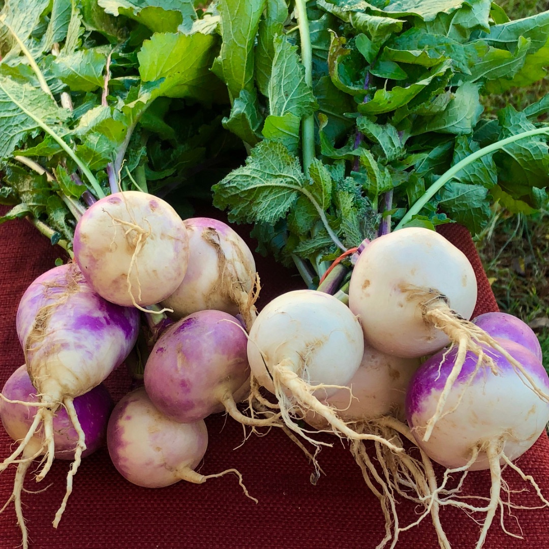 Turnips with greens still attached on a wood surface.