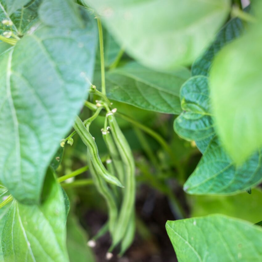 Green beans surrounded by their leaves growing in the garden.