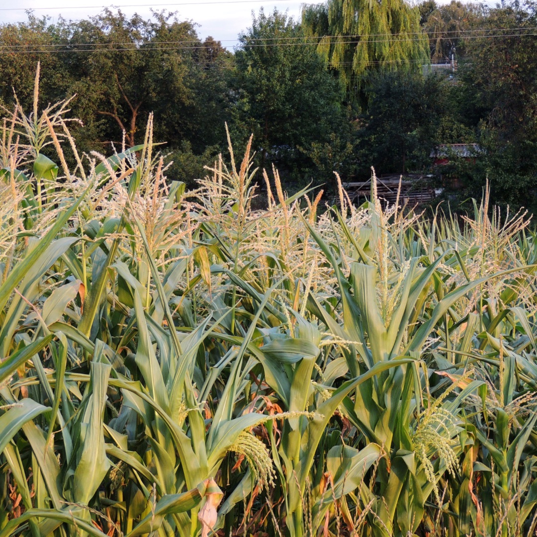 Sweet corn growing in a large garden plot.