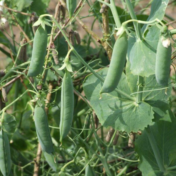 Sugar snap peas growing in the garden.