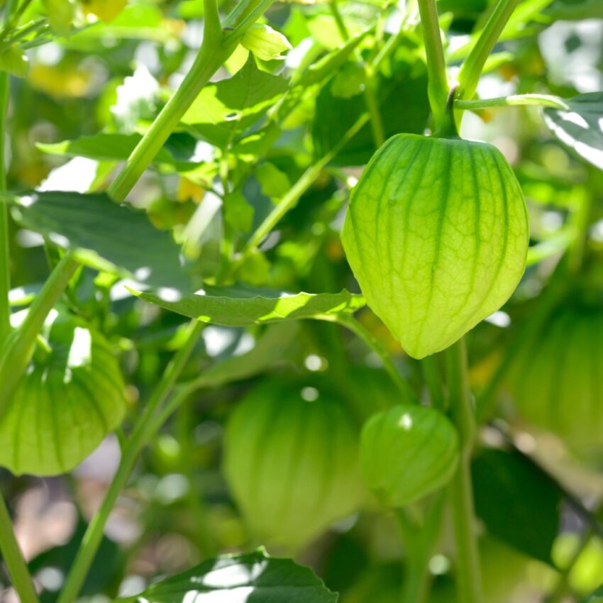 Tomatillos growing in the garden, still on their stems.