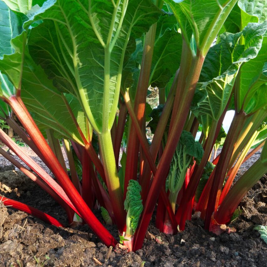 Red rhubarb growing in the soil in a garden.