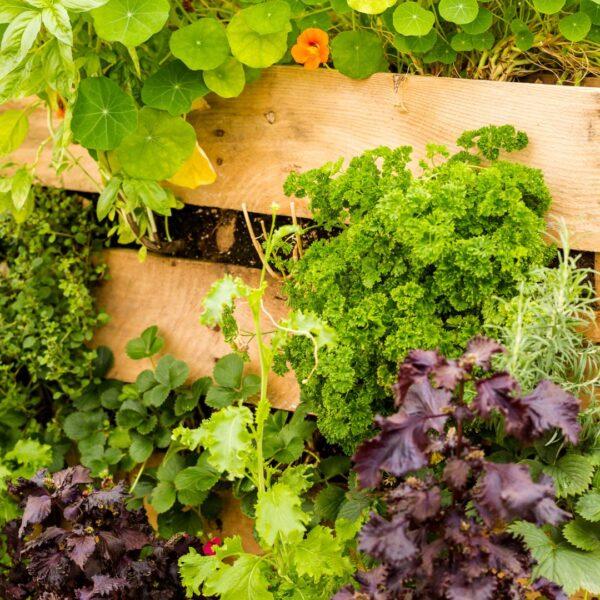 Example of vertical garden using pallets.