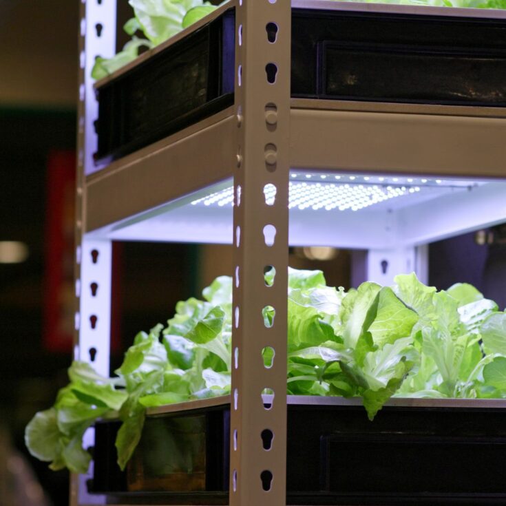 LED grow lights vs Fluorescent Starting Seeds Farm to Jar