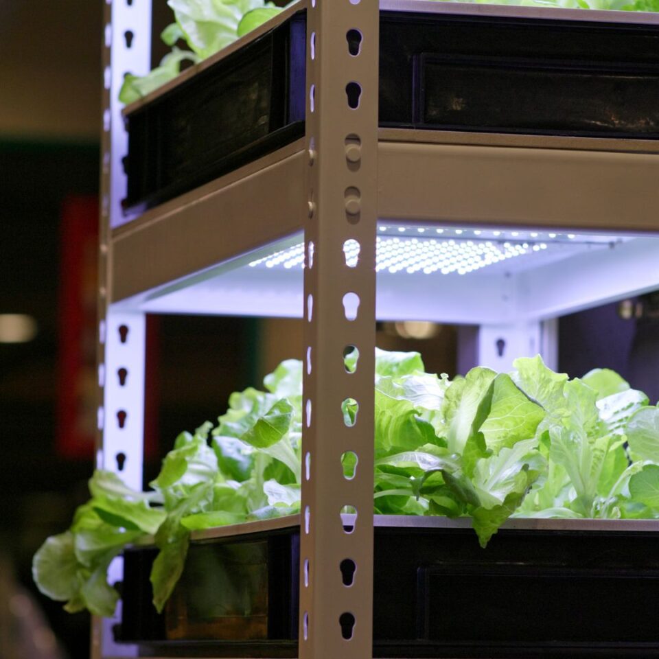 LED grow lights vs Fluorescent Starting Seeds Farm to Jar