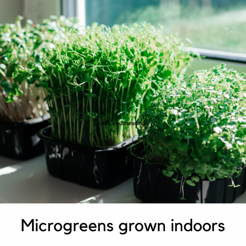 Microgreens grown indoors.