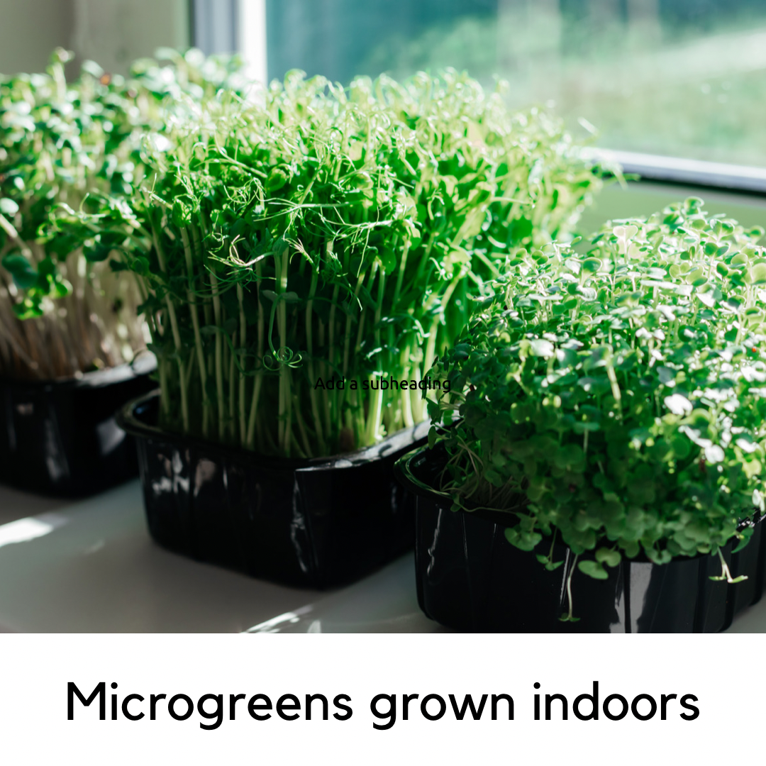 Indoor Gardening Systems: Endless Plant Possibilities