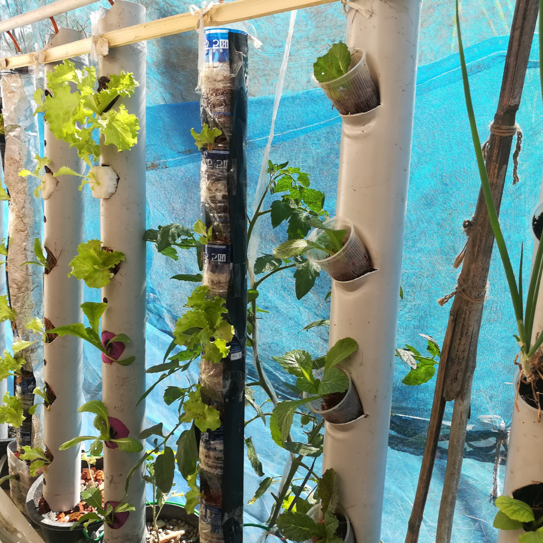 Vertical garden with pvc pipes.