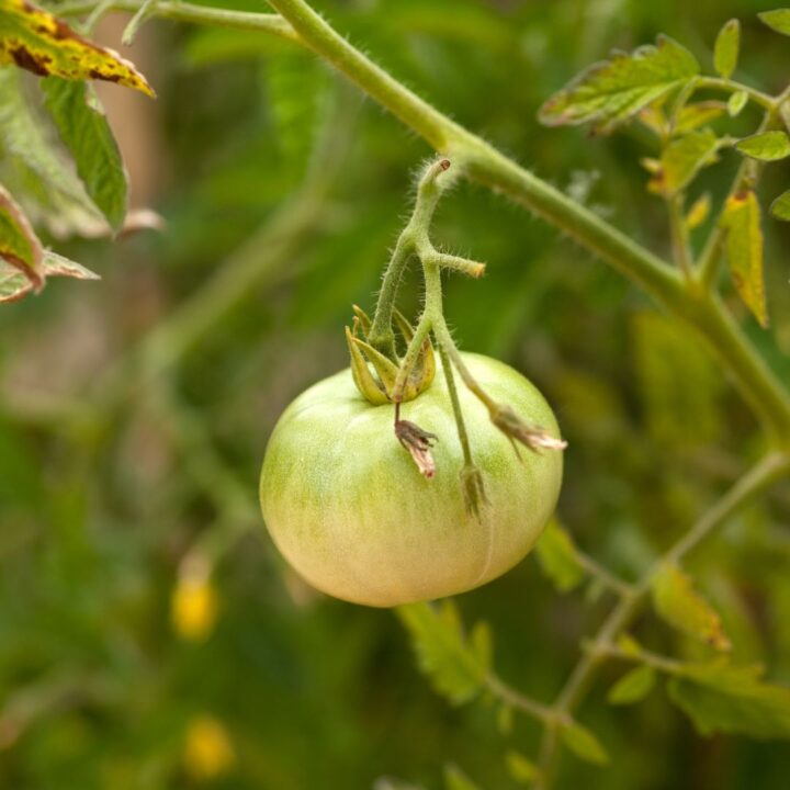 Protect Your Tomatoes from Frost for a Long Harvest