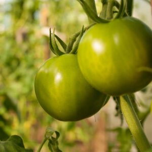 Two green tomatoes still on the vine.