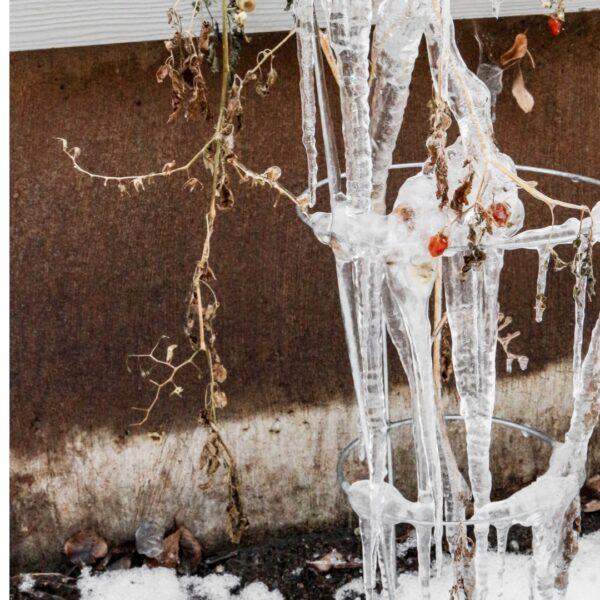 Killing frost on tomato plant.