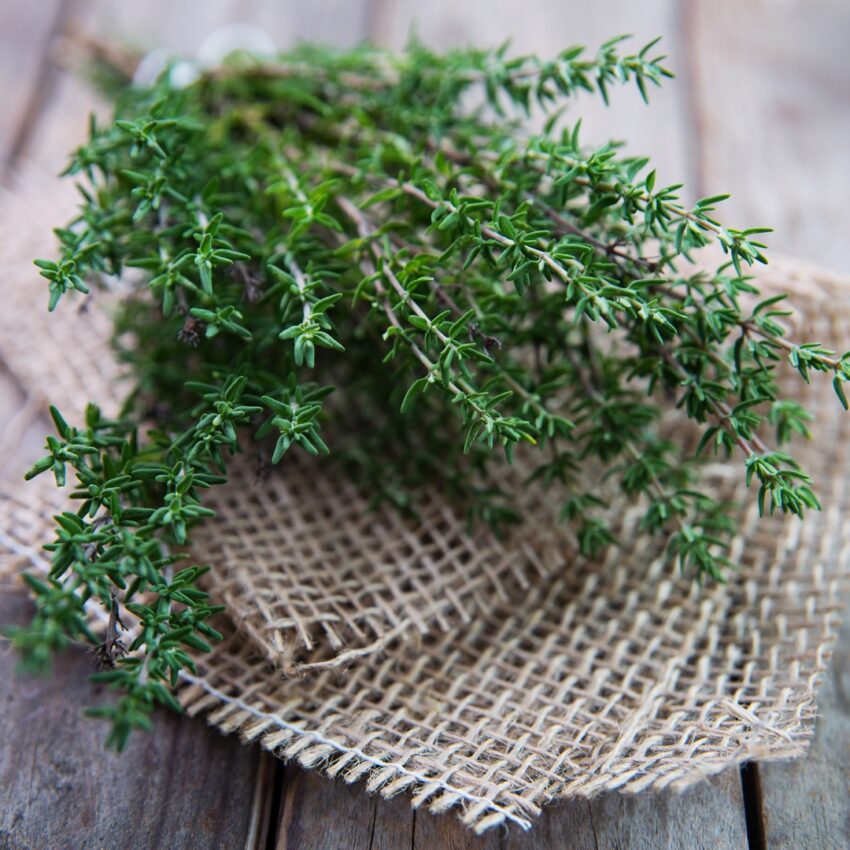 Sprigs of thyme that have overwintered in cold climates.