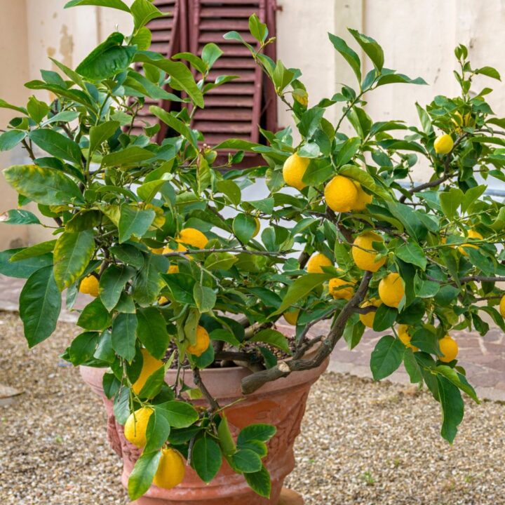 Overwintering Plants Grown in Pots: Indoors & Outdoors