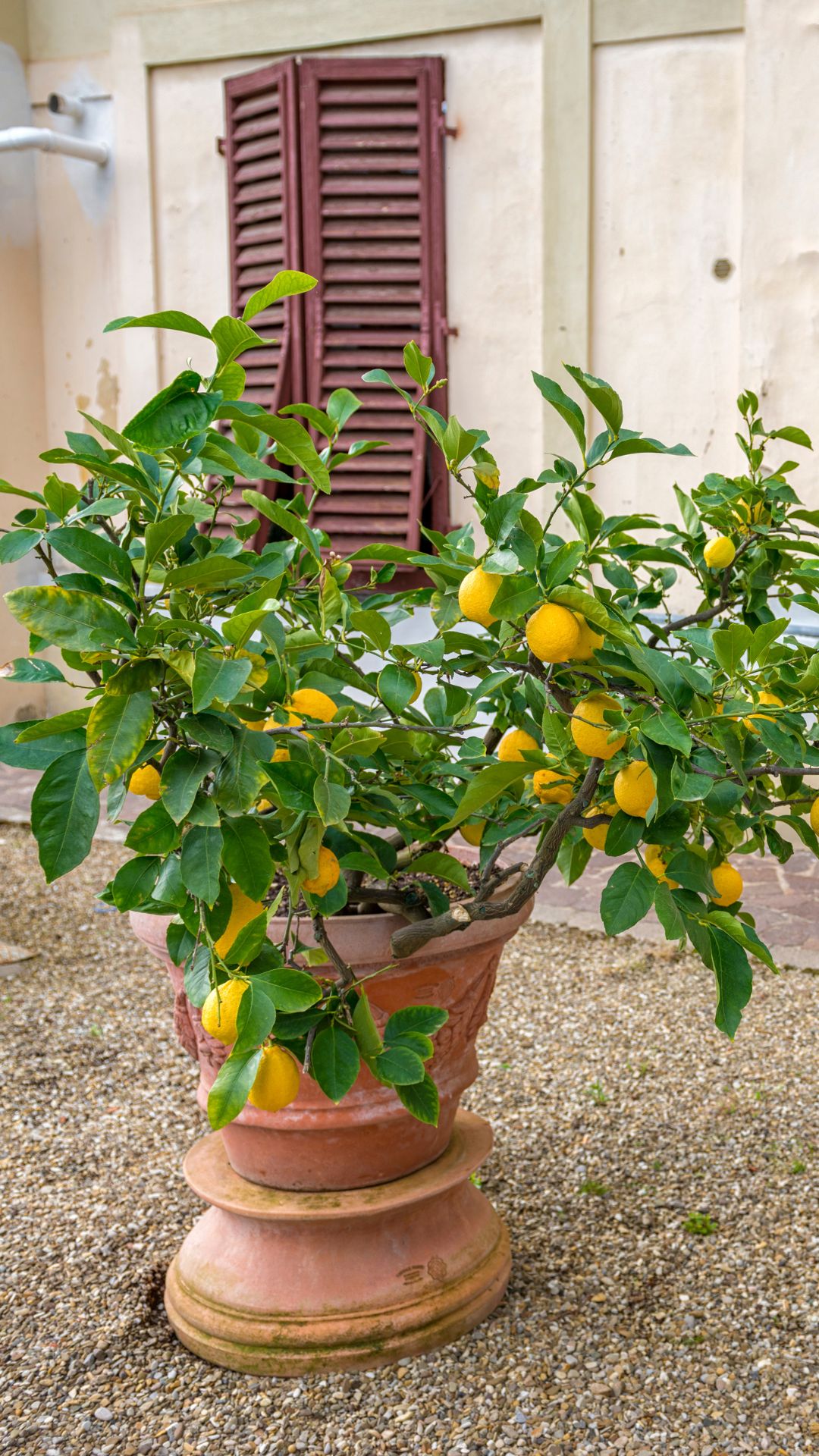 Lemon tree in terra cotta pot.
