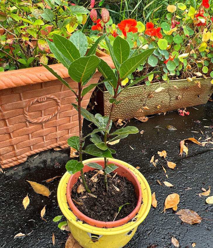 Potted bay tree in front of potted blueberry bush and nasturiums.