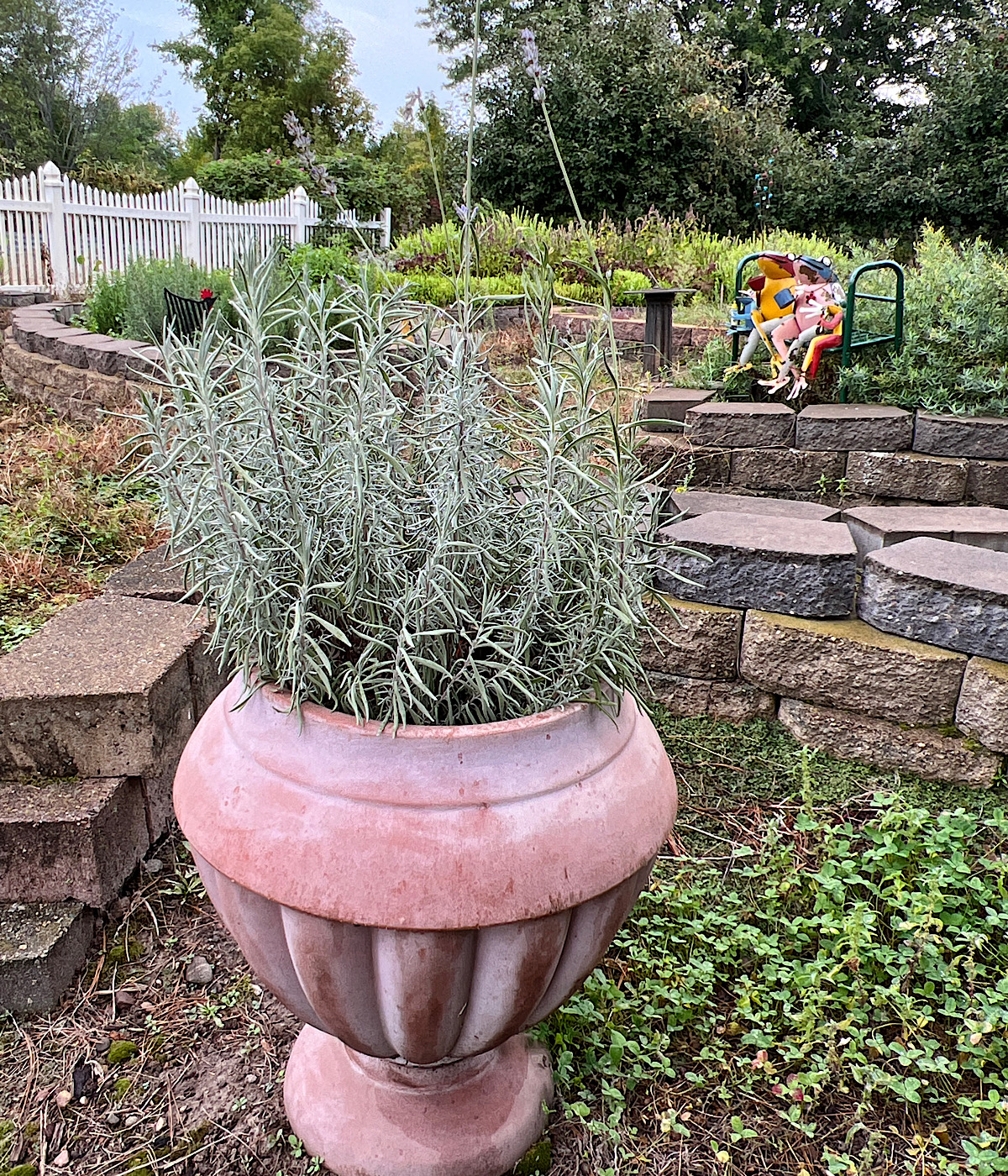 Lavender hidcote plant in large pot in front of herb garden.