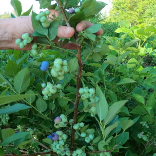 Blueberries on bush at different stages of ripeness.