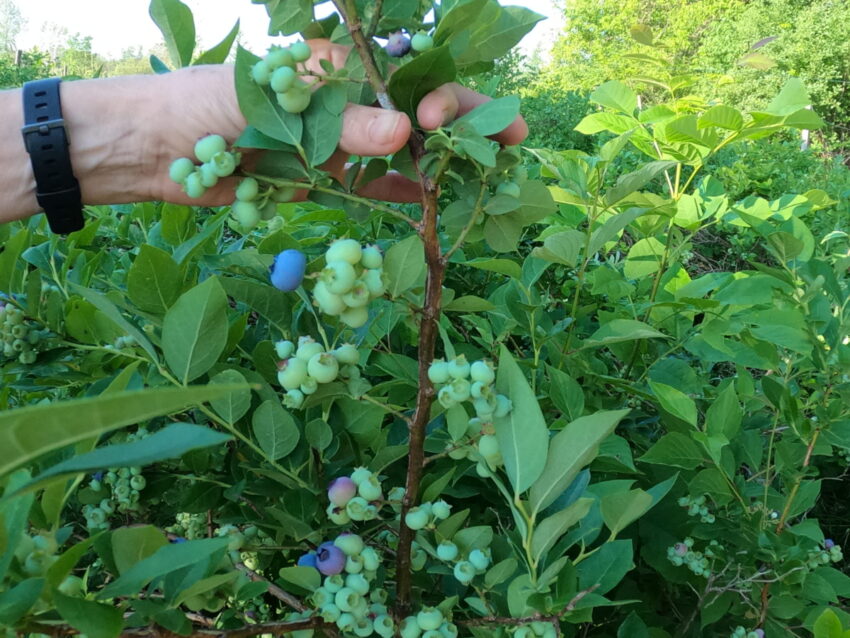 Blueberry plant in pot starting to fruit in July.