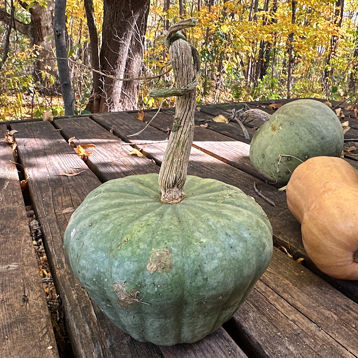 Sweet Meat: Heirloom squash variety with two other squash behind it.