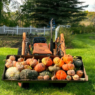 Tractor bucket full of heirloom squash and pumpkins.