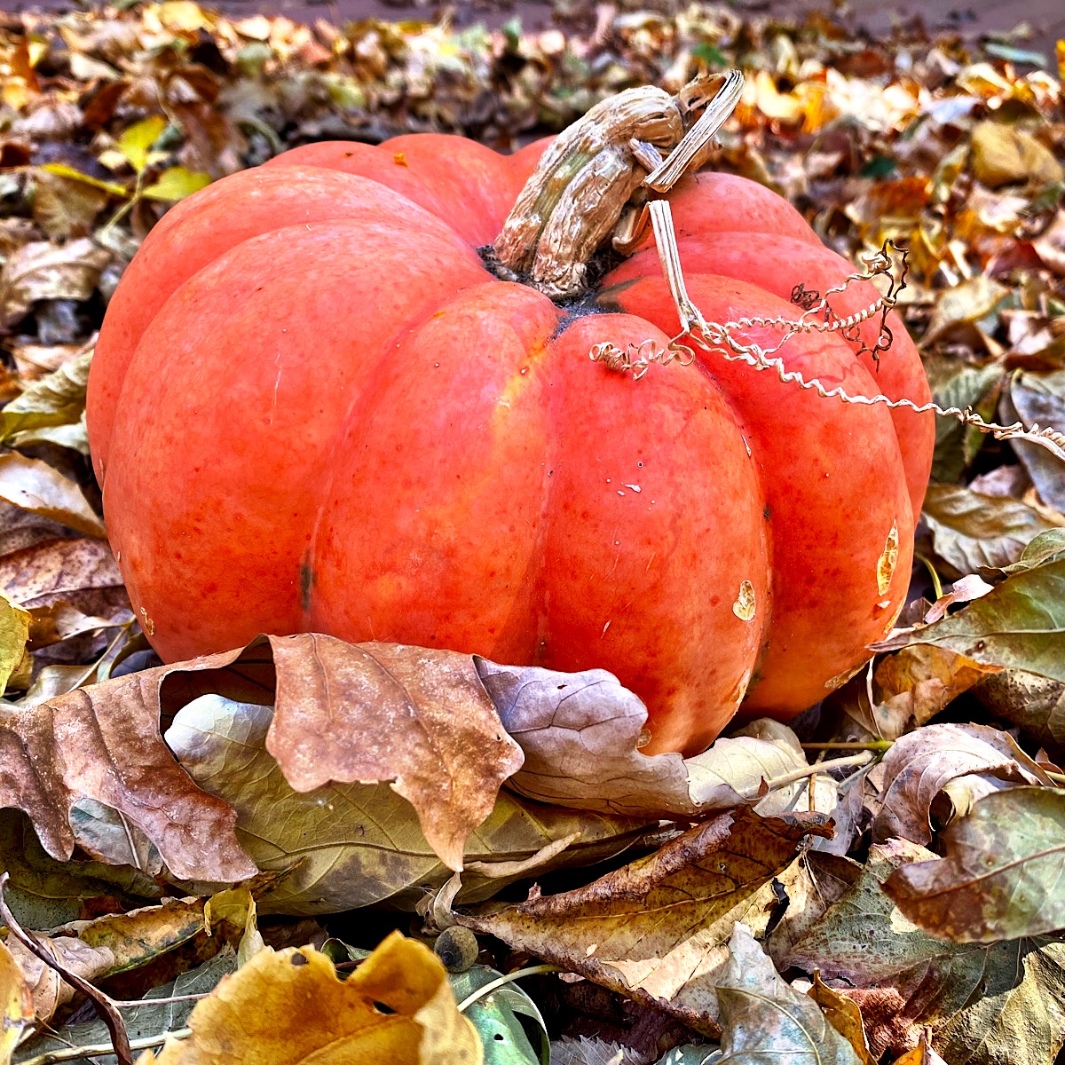 Cinderella Pumpkin on bed of leaves.