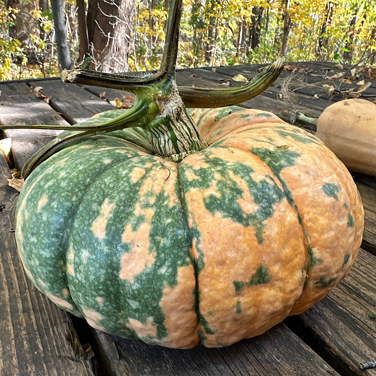 Heirloom squash called Speckled Hound