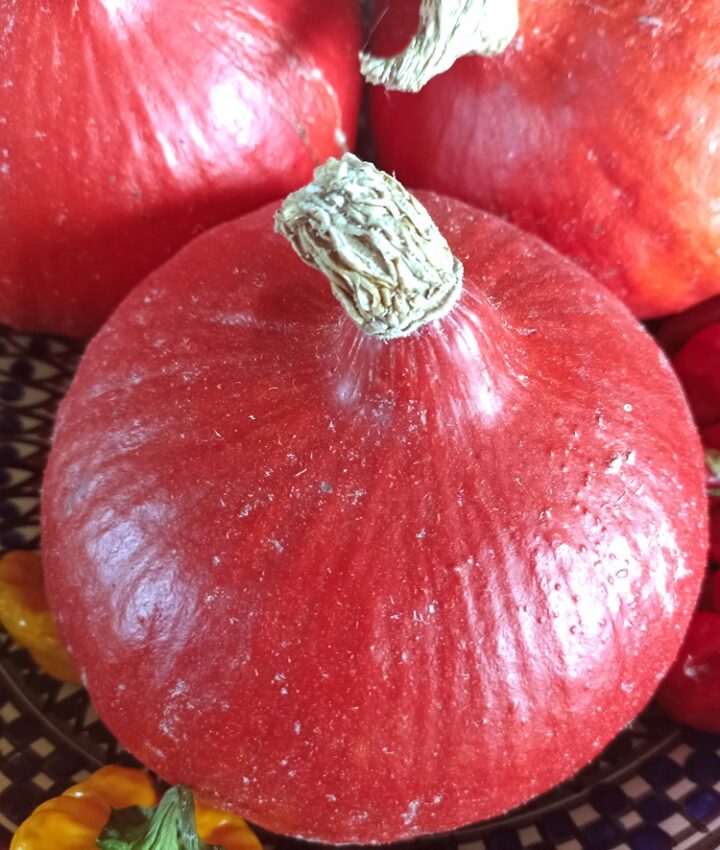 Red Kuri squash, also known as Hokkaido pumpkin