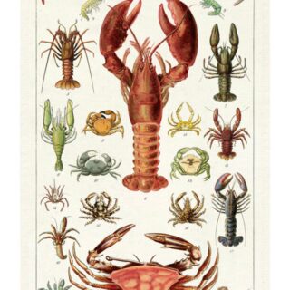 Vintage crustacean illustration tea towel gift for seafood lovers