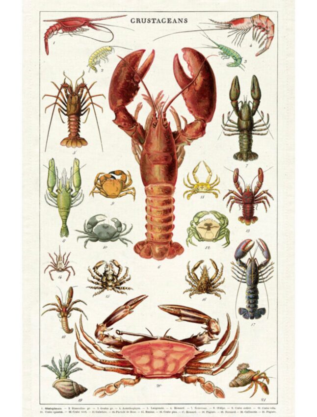 Vintage crustacean illustration tea towel gift for seafood lovers