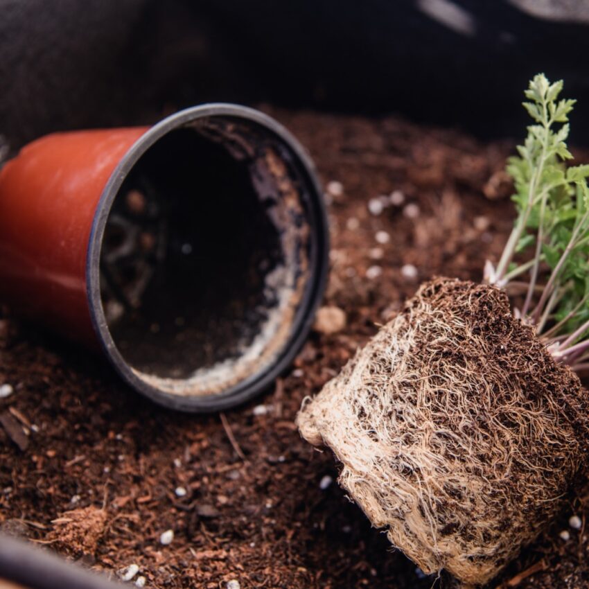 Root bound plant outside of pot that was too small for its growth.