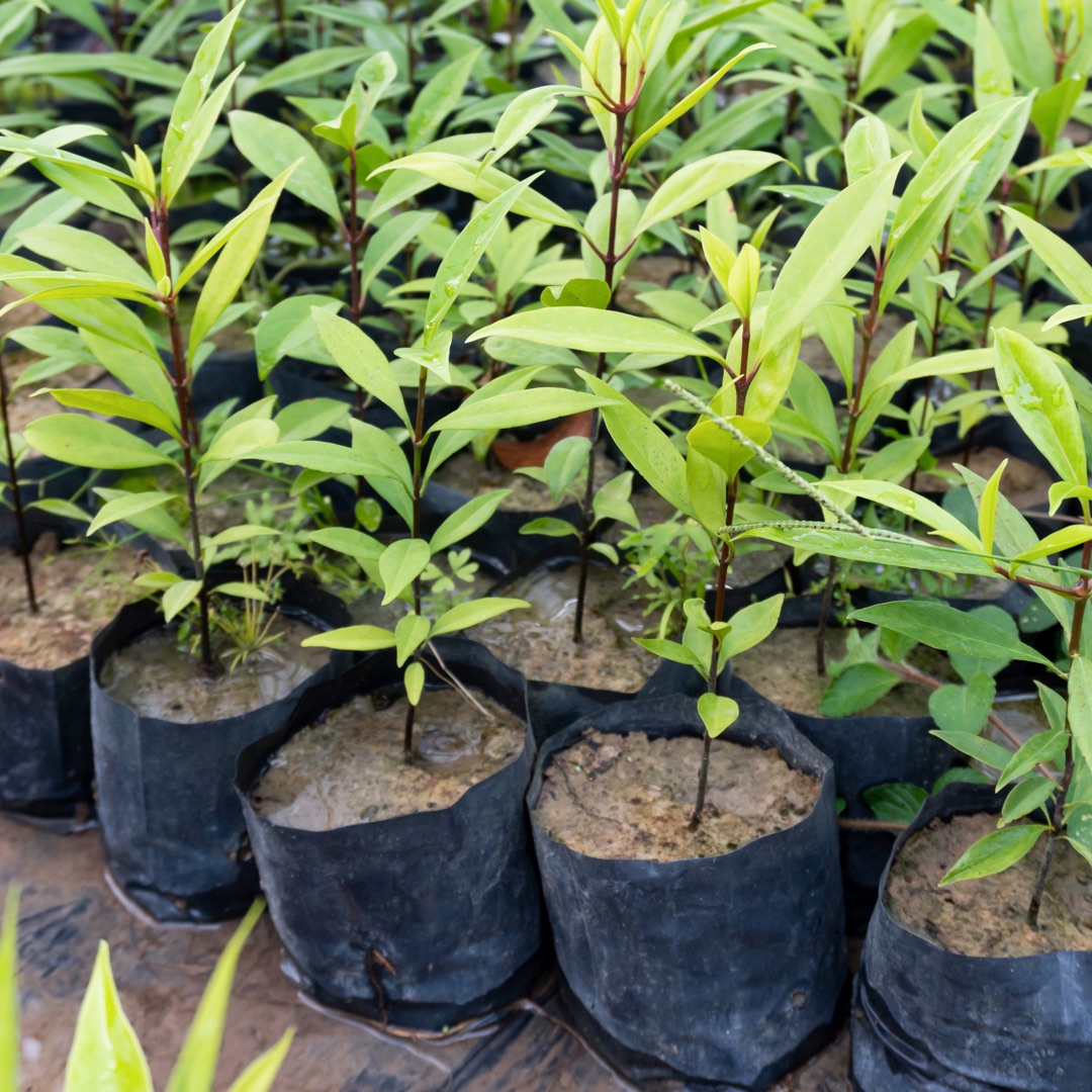 Can You Reuse Grow Bags For Tomatoes? - Farm to Jar