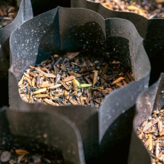 Large black grow bag showing bark chip mulch as topping and small seedling.