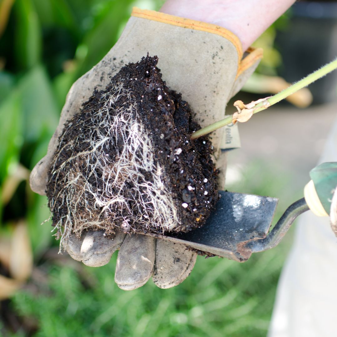 Glove holding a plant that shows signs of being root bound.