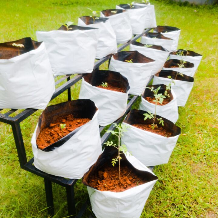 Using Grow Bags to Grow Tomatoes in Small Spaces