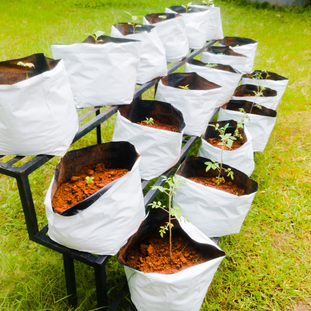 Rows of grow bags with tomato seedlings lined up on a tiered stand.