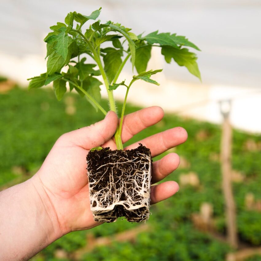 Hand holding tomato plant that is not in a pot and shows the root ball.