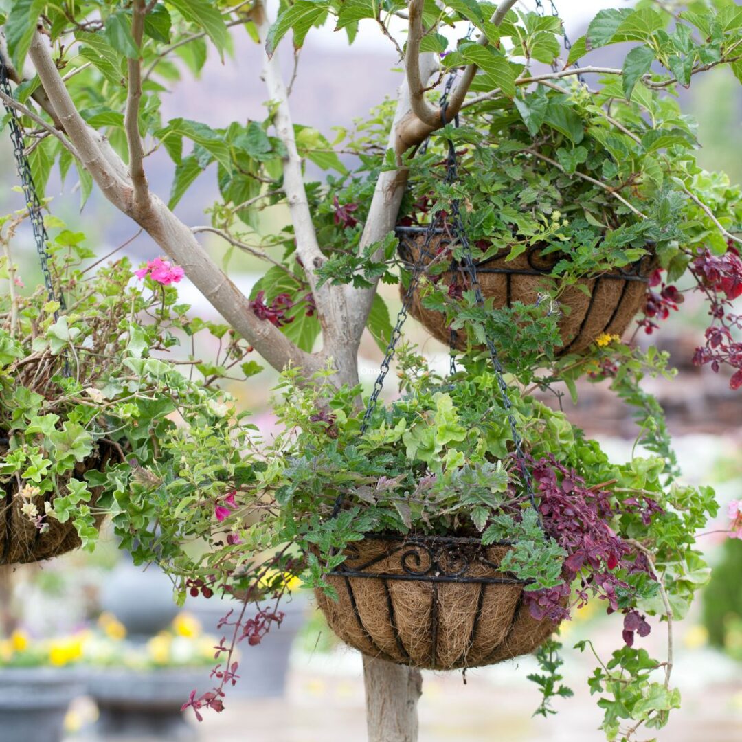 grow-tomatoes-in-hanging-baskets-balcony-gardening