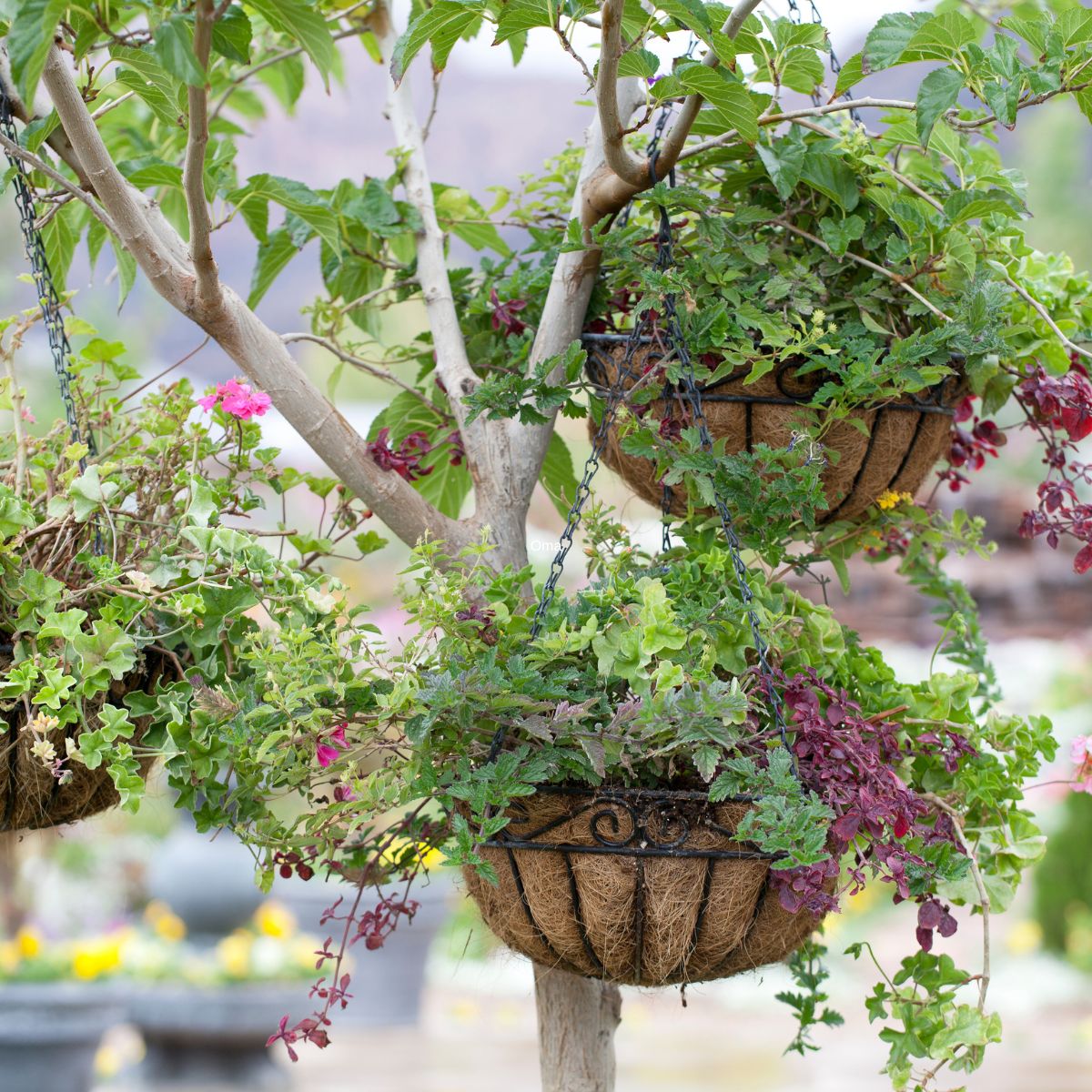 3 hanging baskets of various flowers and plants, hanging from a tree.