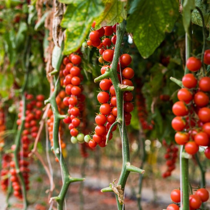 Grow Tomatoes In Hanging Baskets: Balcony Gardening