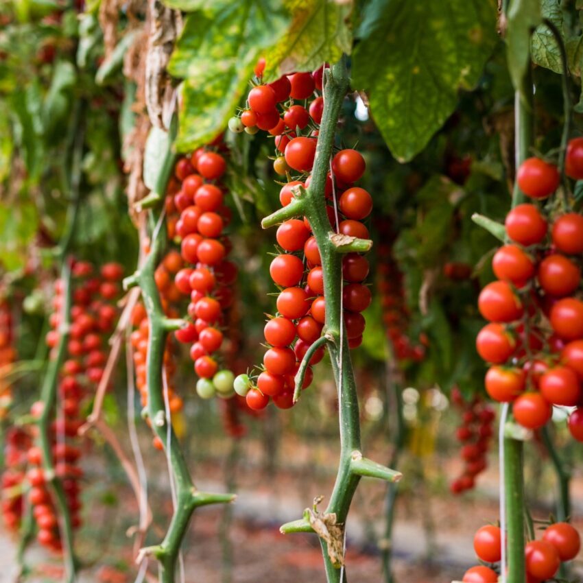 Tumbling Tom small tomatoes hanging in clusters from a pot.