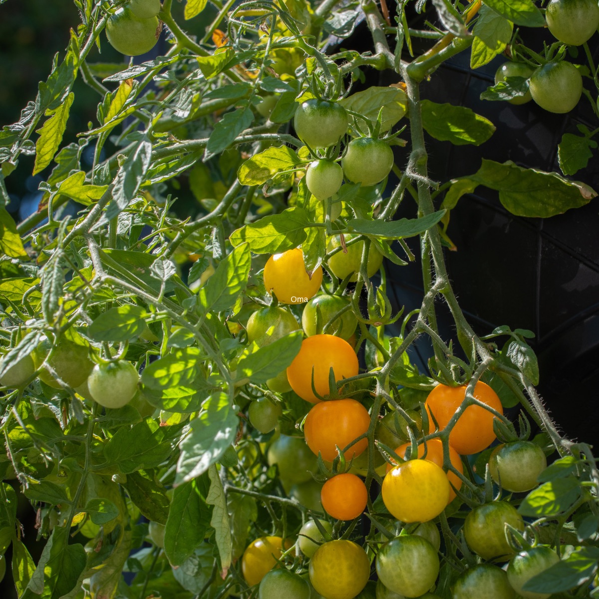 Yellow cherry tomatoes hanging in clusters.