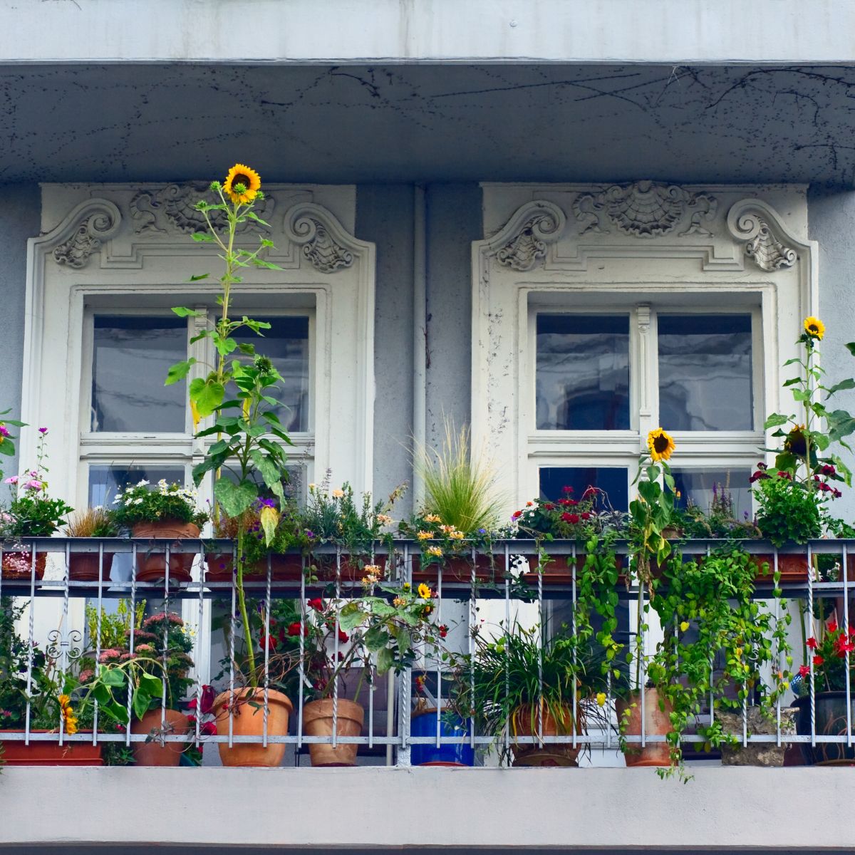 A balcony garden with a railing full of plants and two large windows behind it.