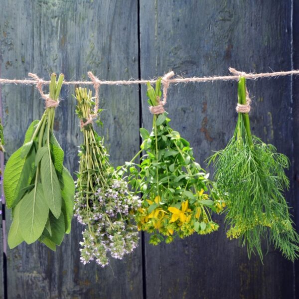 Herbs air drying by hanging on twine.