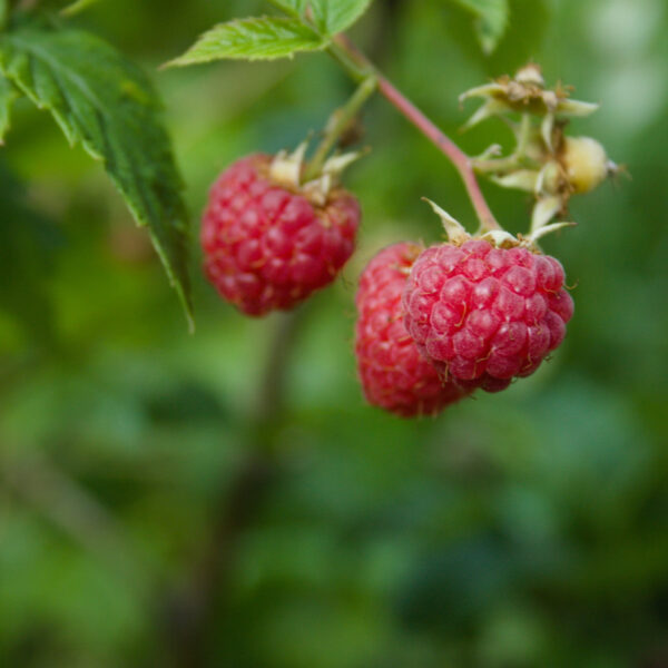 Branch of 3 raspberries growing in the  garden.