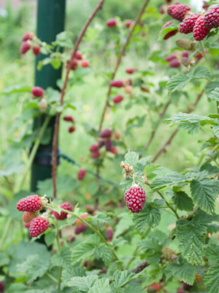 Raspberry bushes growing in the garden with post for trellising.