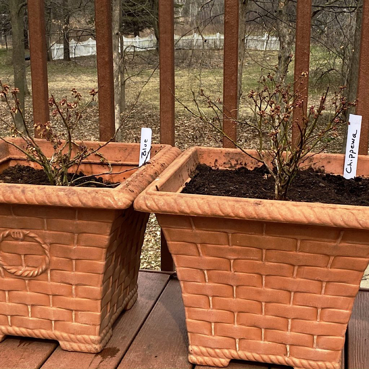 Two-year old blueberry bushes planted in pots on the deck.