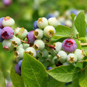 Blueberry bush showing stages of blueberry ripeness, from green, to purple to blue